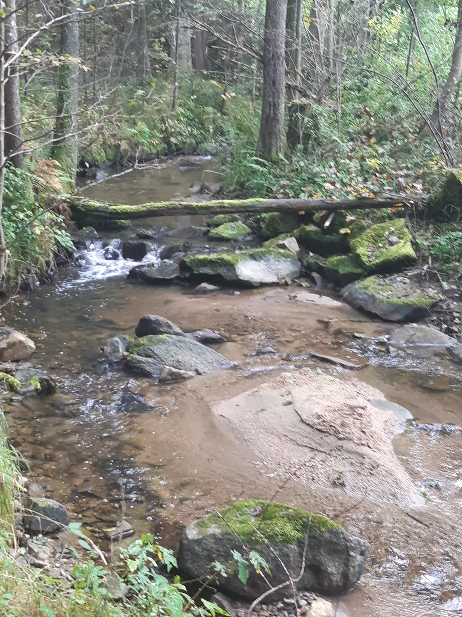 Ein Waldbach plätschert über bemooste Steine