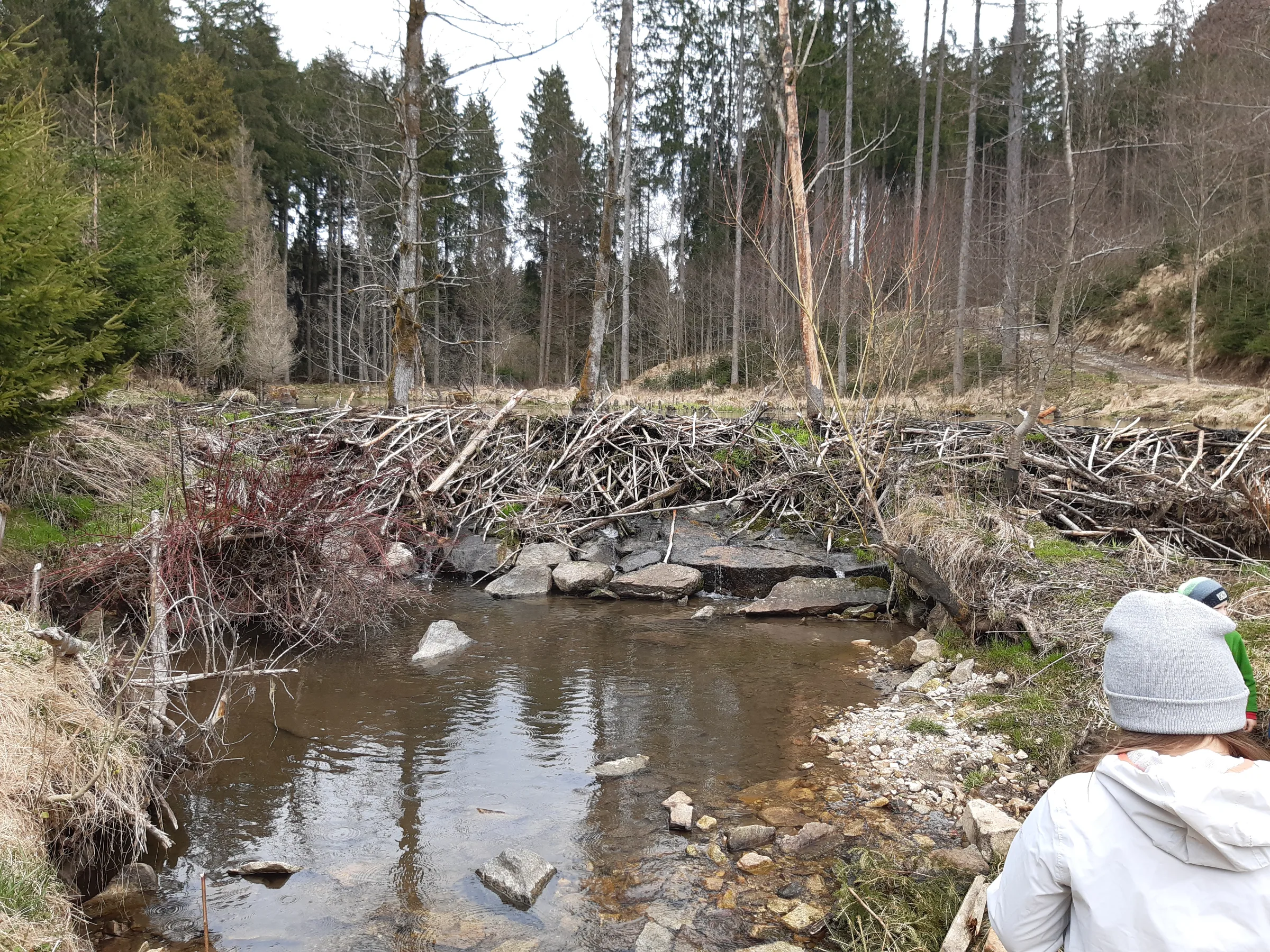 Ein Biberdamm staut den Bach zu einem kleinen Teich