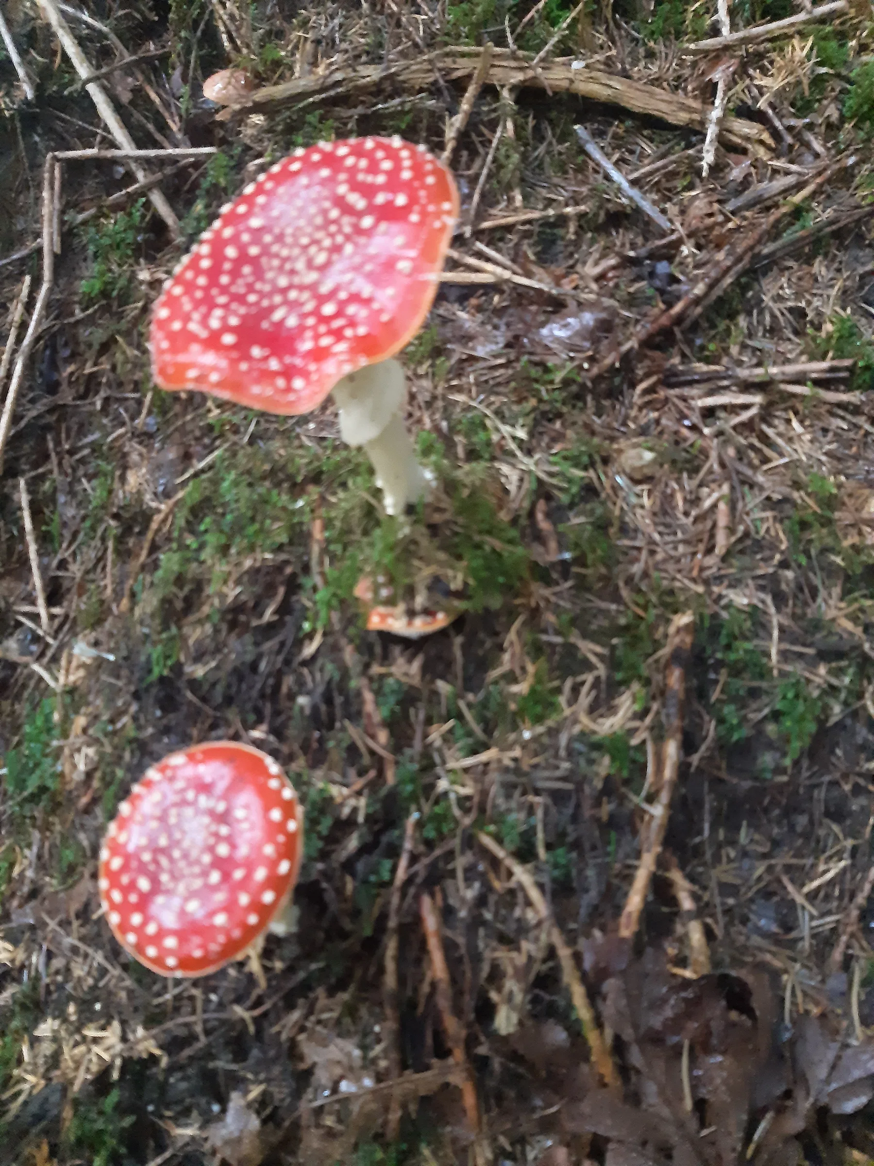Zwei rote Fliegenpilze mit weißen Punkten