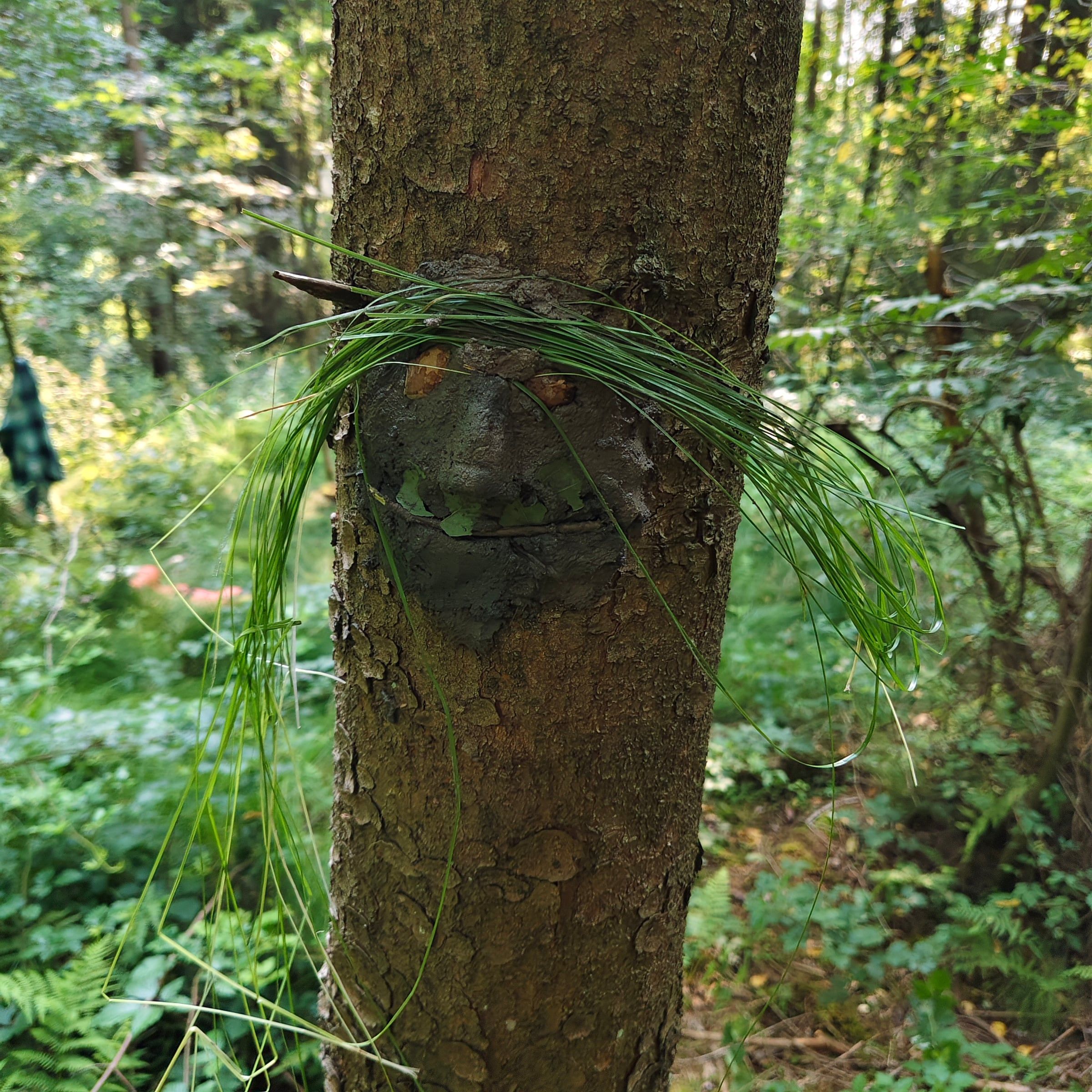 Ein Grasbüschel hängt wie ein Bart an einem Baumstamm