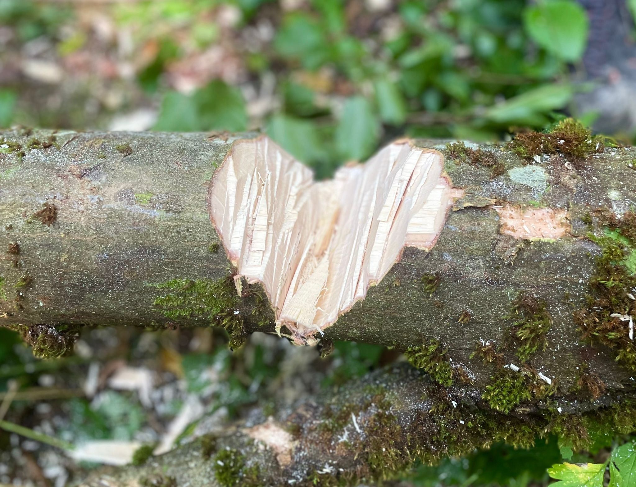 Ein ins Holz geschnitztes Herz an einem Baumstamm