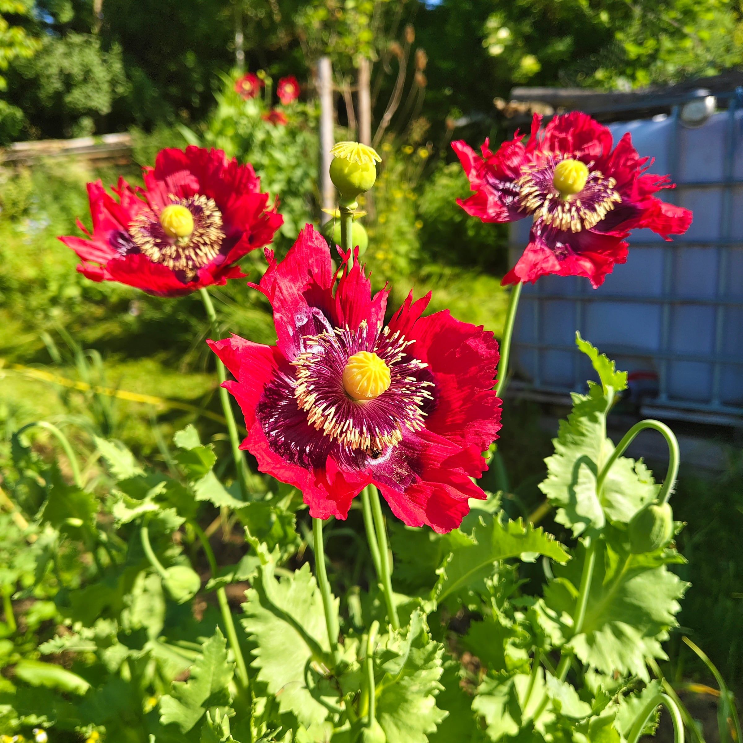 Rote Mohnblüten im Waldgarten