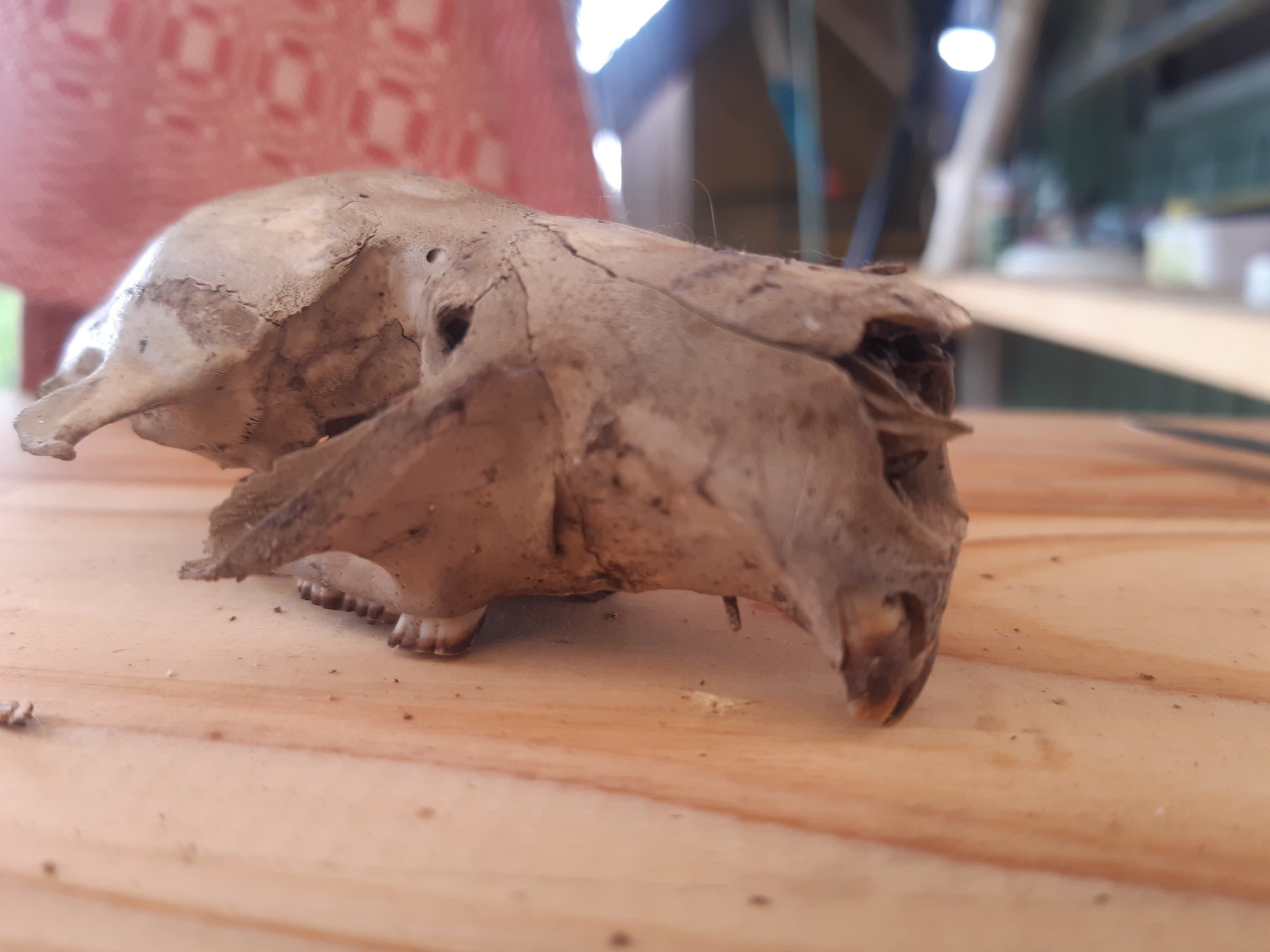 Ein gefundener Tierschädel liegt zum genauen Anschauen auf dem Tisch